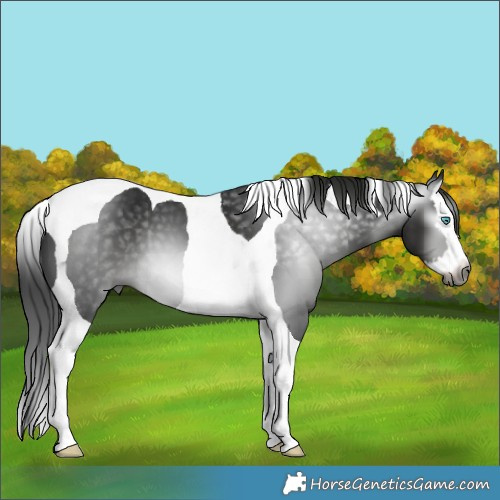 Horse Color:Gray Black Splash Tobiano