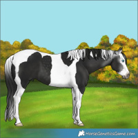 Horse Color:Gray Black Splash Tobiano 