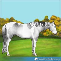 Horse Color:Gray Black Splash Tobiano