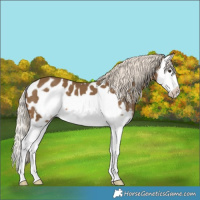 Horse Color:Chocolate Palomino Splash Frame Near Leopard 