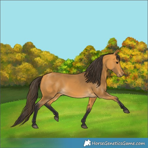 Horse Color:Buckskin