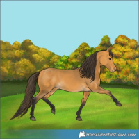 Horse Color:Buckskin 