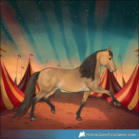 Horse Color:Buckskin 