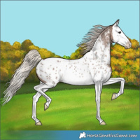 Horse Color:Silver Blue Roan Splash Near Leopard Rabicano 