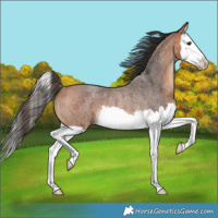 Horse Color:Bay Roan Splash Rabicano