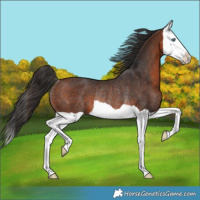 Horse Color:Brown Splash Rabicano 