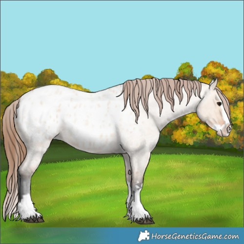 Horse Color:Bay Roan Dun Splash Appaloosa