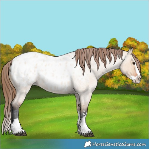 Horse Color:Bay Roan Dun Splash Appaloosa 
