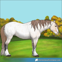 Horse Color:Bay Roan Dun Splash Appaloosa 