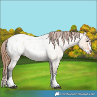 Horse Color:Bay Roan Dun Splash Blanket