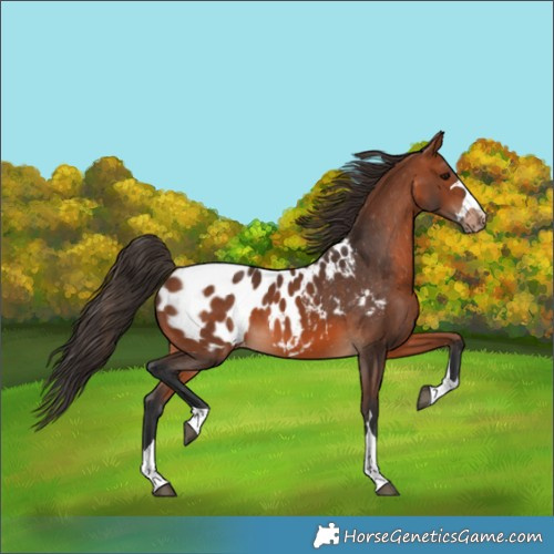 Horse Color:Bay Appaloosa 