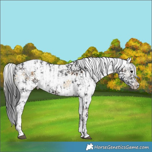 Horse Color:White Spotted Black Sabino Splash  and White Spotted Brown Onyx Tobiano 