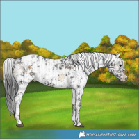 Horse Color:White Spotted Black Sabino Splash and White Spotted Brown Onyx Tobiano