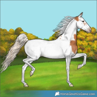 Horse Color:Chestnut Splash Tobiano Frame 