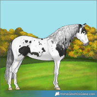 Horse Color:Gray Black Splash Tobiano 