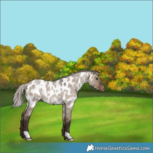Horse Color:Silver Brown Roan Dun Near Leopard Rabicano 