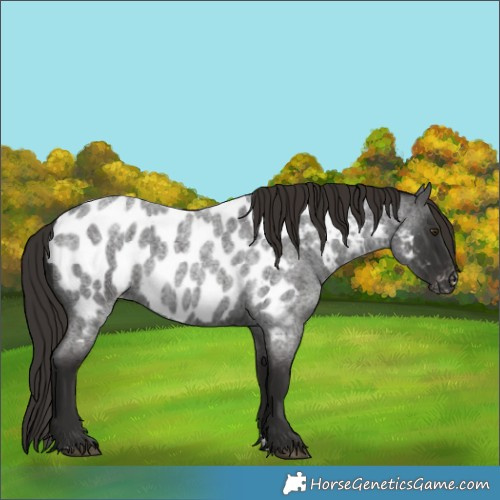Horse Color:Liver Red Roan Appaloosa 