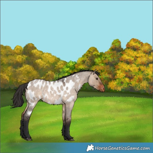 Horse Color:Brown Roan Dun Near Leopard Rabicano 