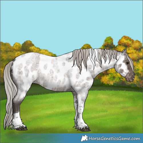 Horse Color:Silver Blue Roan Tobiano Near Leopard Rabicano 