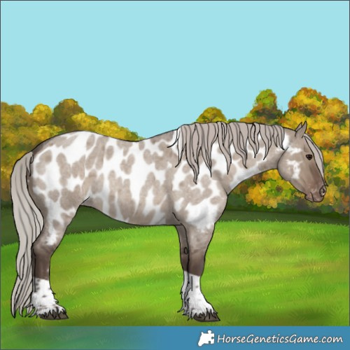 Horse Color:Silver Grullo Roan Tobiano Appaloosa Rabicano 