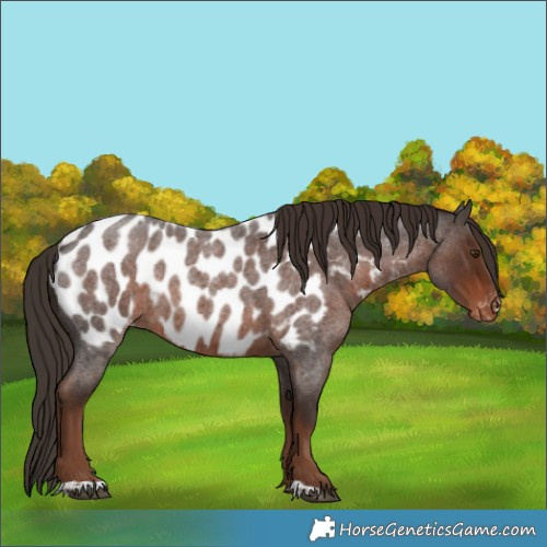 Horse Color:Liver Red Roan Appaloosa Rabicano 
