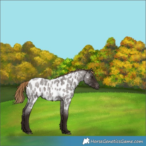 Horse Color:Liver Red Roan Appaloosa 