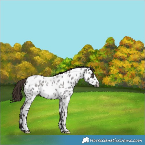 Horse Color:Liver Red Roan Appaloosa Rabicano 