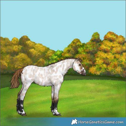 Horse Color:Gray Liver Red Dun Roan Appaloosa