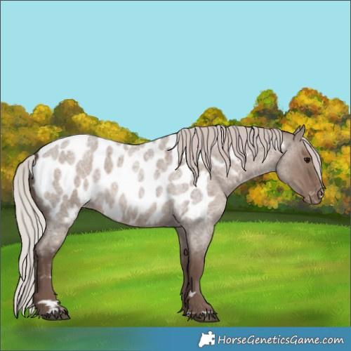Horse Color:Silver Grullo Roan Appaloosa Rabicano 