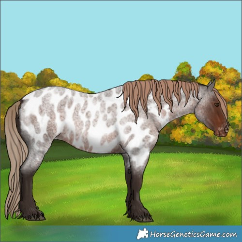 Horse Color:Liver Red Roan Appaloosa Rabicano 