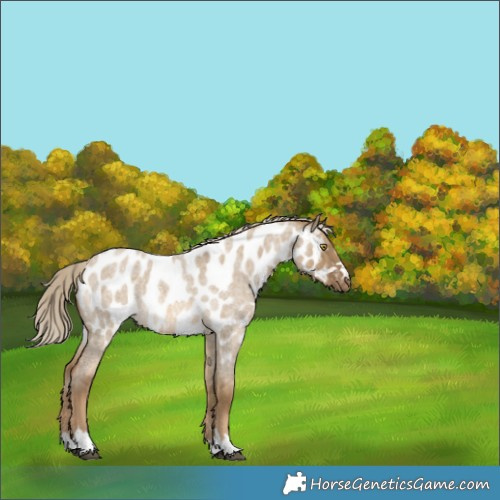 Horse Color:Chocolate Palomino Roan Dun Near Leopard Rabicano 