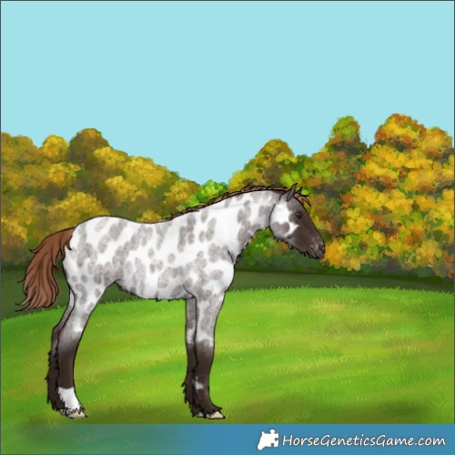 Horse Color:Liver Red Roan Appaloosa Rabicano 