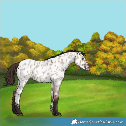 Horse Color:Liver Red Dun Roan Appaloosa