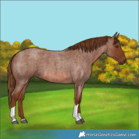 Horse Color:Red Roan Tobiano 