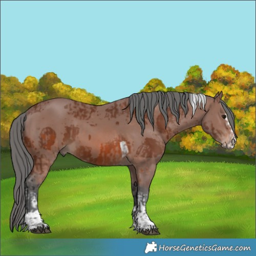 Horse Color:Brown Merle Tobiano Rabicano  and Brown Merle Splash Tobiano Rabicano 
