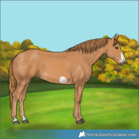 Horse Color:Chestnut Frame