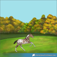 Horse Color:White Spotted Liver Red Dun Tobiano Blanket Rabicano 