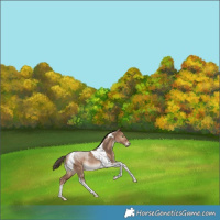 Horse Color:Liver Red Dun Tobiano Rabicano 