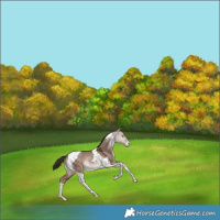 Horse Color:Liver Red Dun Tobiano Varnish Rabicano 