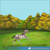Horse Color:White Spotted Liver Red Dun Tobiano Rabicano