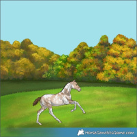 Horse Color:White Spotted Liver Red Dun Snowdrop Pearl Tobiano Rabicano