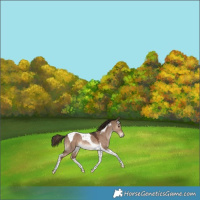 Horse Color:Liver Red Dun Tobiano Rabicano 