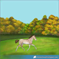 Horse Color:Liver Red Dun Pearl Tobiano Appaloosa Rabicano 