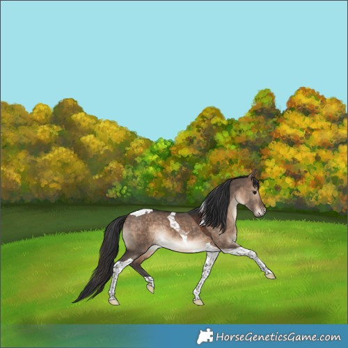 Horse Color:Bay Dun Tobiano Rabicano