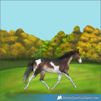 Horse Color:White Spotted Bay Tobiano Rabicano 