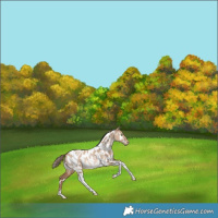 Horse Color:White Spotted Brown Pearl Dun Tobiano Near Leopard Rabicano 
