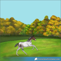 Horse Color:Bay Tobiano Rabicano 