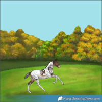 Horse Color:White Spotted Brown Tobiano Appaloosa Rabicano 