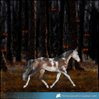Horse Color:White Spotted Bay Tobiano Rabicano 
