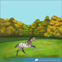 Horse Color:White Spotted Brown Dun Tobiano Blanket Rabicano 